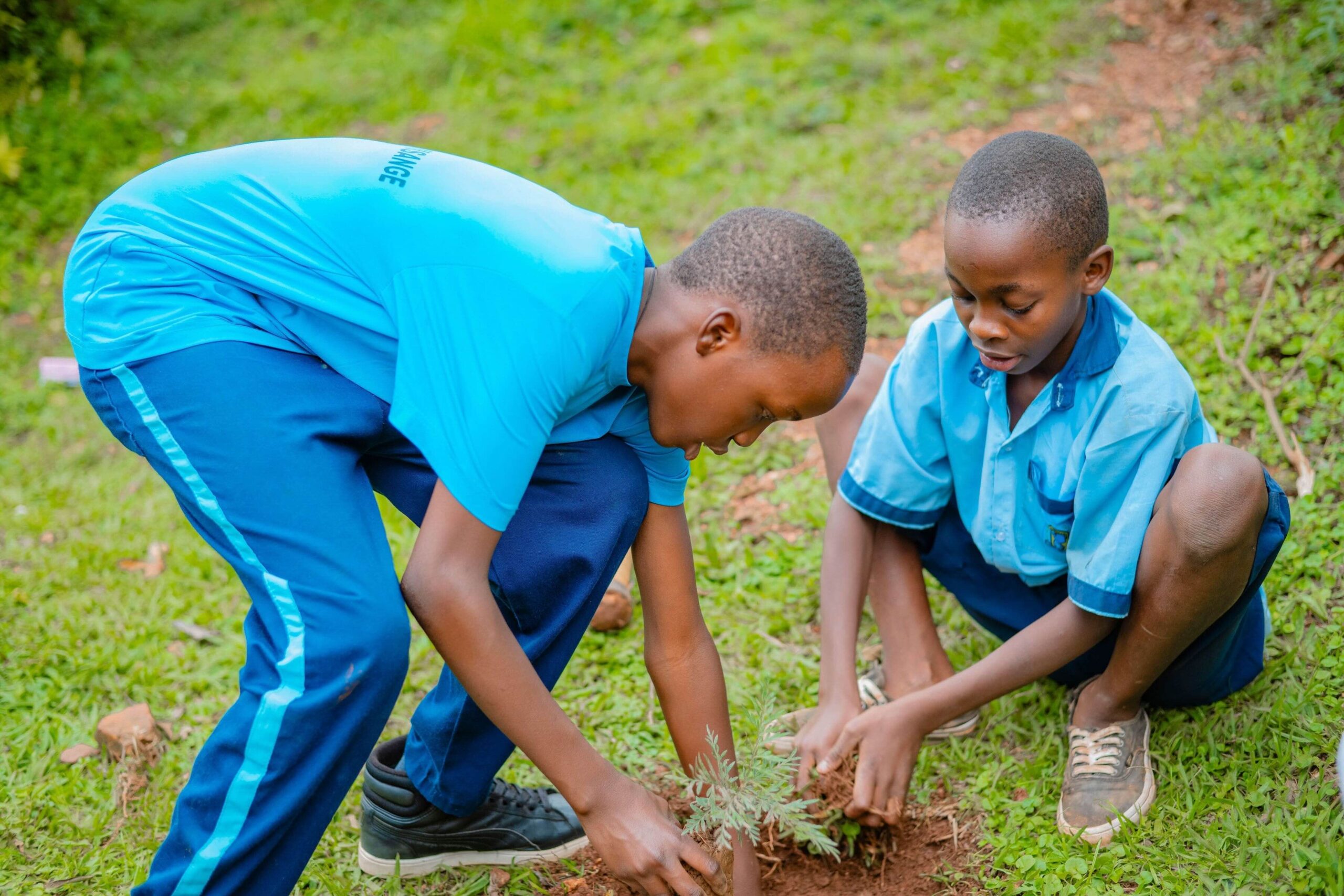 Schülerinnen und Schüler in Rwanda beim Pflanzen von Bäumen